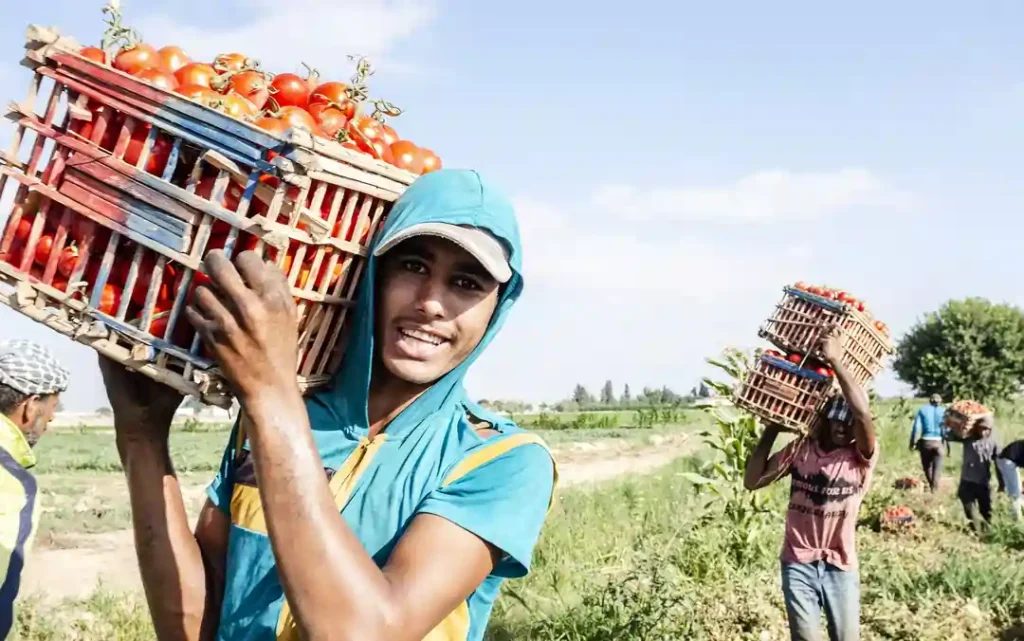 FAO Report: Youth in Agrifood Systems