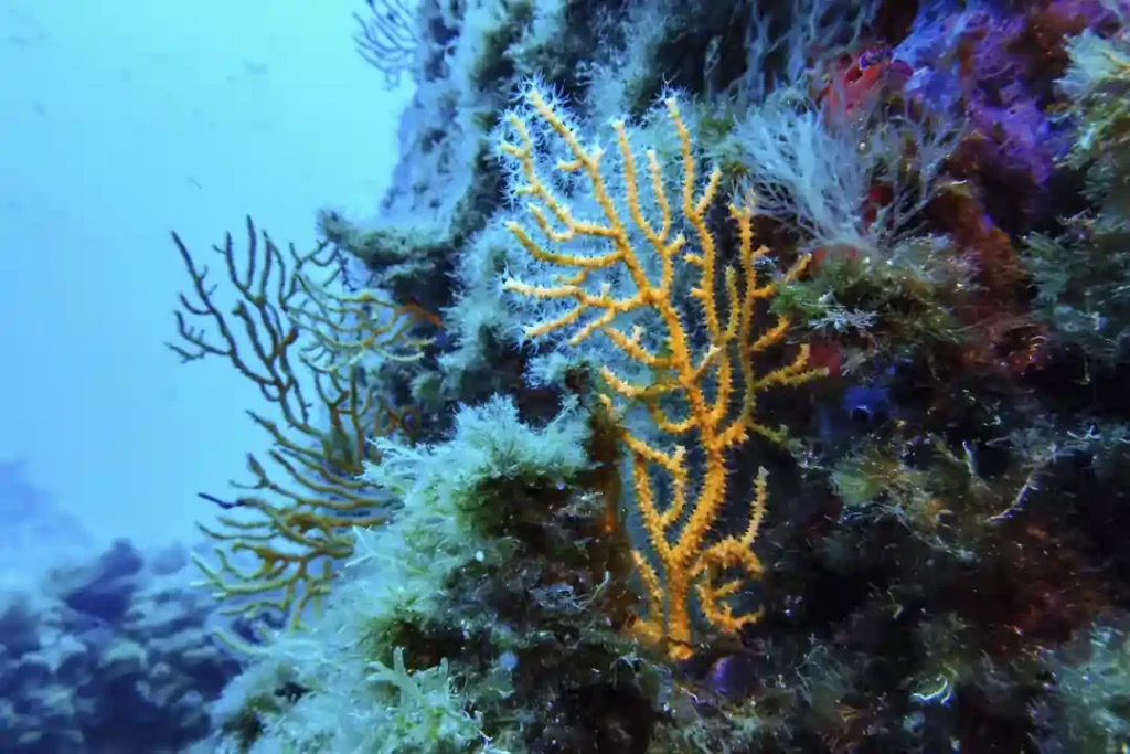Moroccos Historic Ratification Activates High Seas Treaty